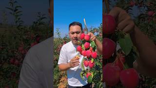 Enjoy picking taste fresh crab apple fruit so sweet #fresh #fruit #crabapple #satisfying