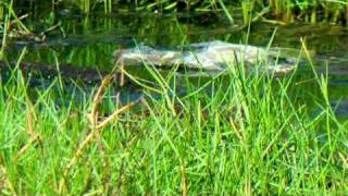 Sandpiper, Green - Tringa ochropus