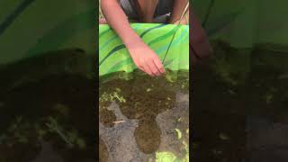 Raising Tadpoles