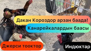 Кызыл-Кыя Тоок базары.Джерси,Дакан,Япон тооктор,Индюк жана Канарейка чымчыктардын баалары.30.04.2023