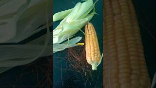 Sweet corn 🌽 Recipe😋#myfirstvlog #shorts  #homemade #farming #food #recipe #sweetcorn #asmr