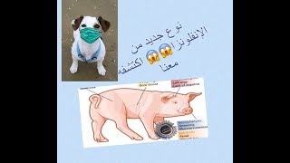 هل فيروس انفلوانزا الخنازير H1N1 يصيب الكلاب؟ تعرف على الجواب في هذا المقطع