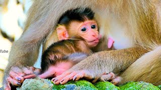 After giving birth mom tries to give milk to the newborn baby really lovely