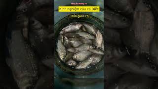 Kinh nghiệm câu cá Diếc - Hồng Ân Fishing Tv #shots  #caucagiaitri