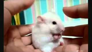 Wow !!! Cute Surprised Mouse