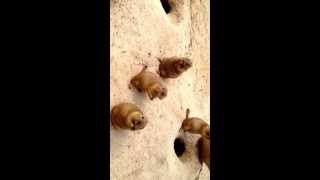 Prairie dog psychology