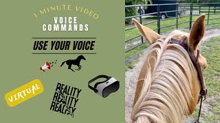 🐴 Voice Commands Under Saddle #horse #voicecommands