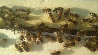 вентиляция улья ЭППС 🐝🐝🐝🐝🐝  Пчеловодство  в Ленинградской  области.