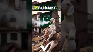 best animals edit for muslims countries #cartoon #islamic #ytshorts #animals