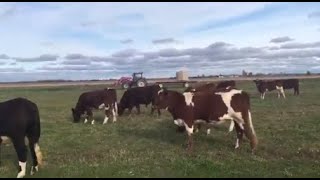 Maine anjou heifers