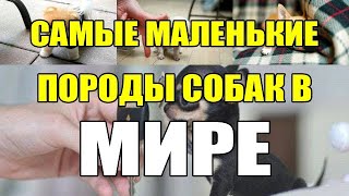 Самые маленькие породы собак в Мире