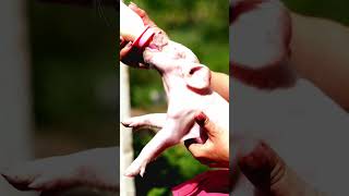 Cuteness Alert: Aww This Little Pig is SO CUTE! - Funny Animal Videos #shorts