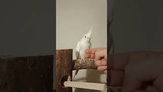 Day 17: Teaching my Cockatiel to Step Up