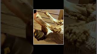 New Method of Wool Removing from sheep's Body |😲😲| #shorts