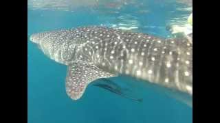 Encounter with whale shark at Maldives (not edited)