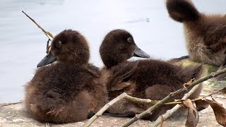 Птицы в парках Петербурга летом. Birds in the parks of St. Petersburg in summer.