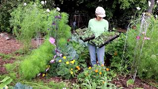 Veggie patches: Changeover from Summer to Fall