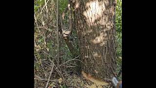 First Stage of Timber Production