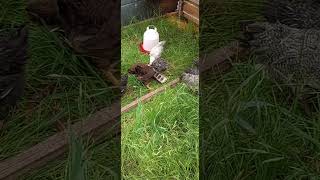 45 Day Old Chickens on Grass