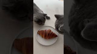 Cat and croissant 🥐