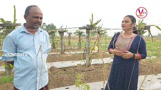 Saho Tomato Farming explanation| ఎకరాకు 100 టన్నుల టమాట దిగుబడే లక్ష్యం| సాహో టమోటా పంట| @VigneshTV