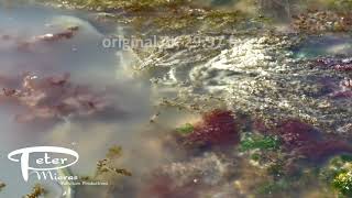 herring laying eggs on kelp milt visible stock footage