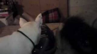 Pomeranian & bull terrier vs vacuum cleaner