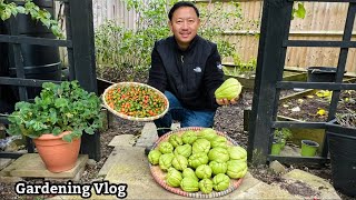 हाम्रो करेसाबारीमा के के फल्दै छ त अहिले? | Harvesting Dalle Khursani | Backyard Garden Update