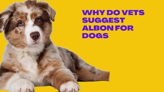 Why Do Veterinarians Suggest Albon (Sulfadimethoxine) For Dogs?