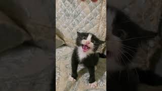 She is a fair🧚‍♀️🧚‍♀️ #funnyvideo #usacats #catfunny #funnyvideo  #pets #usa #catvideos