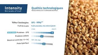 𝐈𝐍𝐓𝐄𝐍𝐒𝐈𝐓𝐘 🚜🌾 Un blé tendre BPS  🍞 avec un excellent taux de protéines !