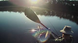 Topwater Bass Action At Maynor Creek, Waynesboro MS, During a Tournament