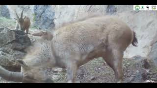 ibex ( bezoar goat ) Armenia