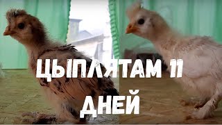 Цыплятам 11 дней