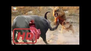 Lion Hunting Buffalo Full Video Crazy Fight Amazing | Animal Life | Lion VS Buffalo | 99gmedia