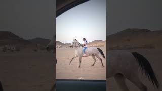 بسم الله ماشاء الله تبارك الرحمن #خيل #explore #اكسبلور #السعودية #horse #الخيل #ترند #حصان