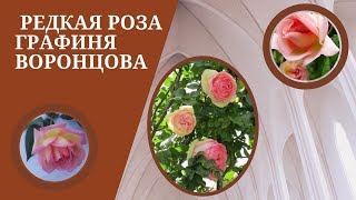 Редкая роза Графиня Воронцова