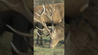 Rudolph Reindeer 🦌🦌#deer#animal#nature#