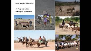 Philippe Lhoste - Modernising animal traction mechanisation for sustainable peasant agriculture