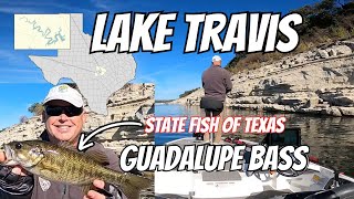 Lake Travis Guadalupe Bass The State Fish of Texas! Can I catch a Record? (SSO Style)