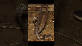 जब उपली में घुसा जहरीला कोबरा, फिर क्या हुआ। Indian Venomous Specticled Cobra Snake Rescue