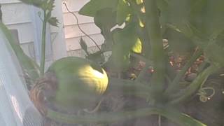 Pittman's Pumpkin Patch Garden Patch 2016 part 8