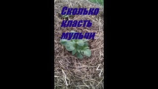 Как правильно мульчировать