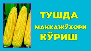 Туш табири - Тушда Маккажухори куриш