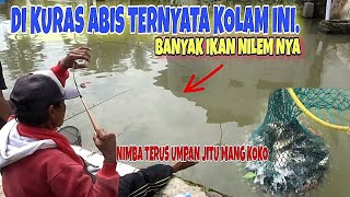 TEPAT KOLAM INI IKAN NILEM NYA BANYAK!!PAK KOKO NONSTOF FUL NARIK IKAN NILEM.