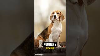 top 10 favorite dogs in America | top 10 dogs in the world