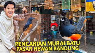 PENCARIAN BURUNG MURAI BATU DI PASAR HEWAN SUKAHAJI BANDUNG! TERNYATA ADA LAPAK KAYA BEGINI!