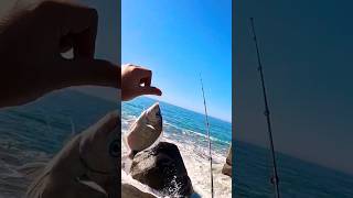 Pesca de costeira em Ubatuba, Praia Vermelha do Norte.