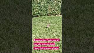 Brood parasitism: Dark-eyed Junco feeding a cowbird #shorts