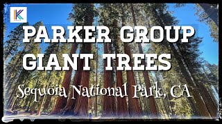 Parker Group Giant Trees, Sequoia National Park, CA || Kiran Kumar